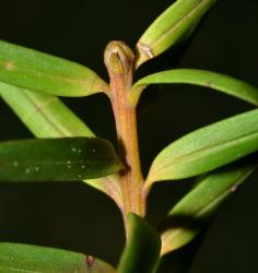 Image: P.B. Heenan © Landcare Research 2014 